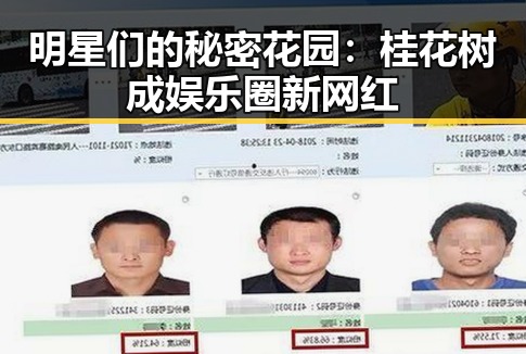 明星们的秘密花园:桂花树成娱乐圈新网红